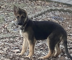 Puppy Peaches German Shepherd Dog