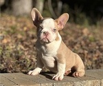 Puppy Puppy 3 French Bulldog