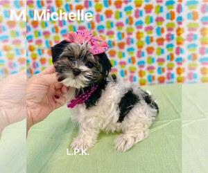Morkie Puppy for sale in WINNSBORO, LA, USA
