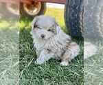 Puppy Andy Miniature Australian Shepherd