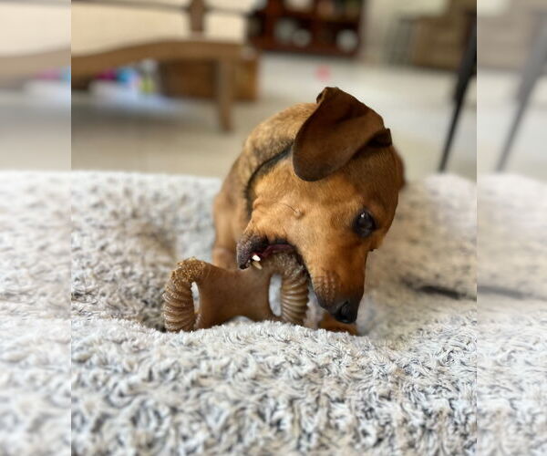 Medium Photo #3 Dachshund Puppy For Sale in Weston, FL, USA