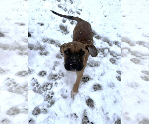 Medium Photo #4 Boxer-Greater Swiss Mountain Dog Mix Puppy For Sale in Stanwood, WA, USA