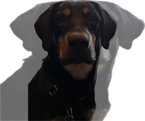 Mutt Dogs for adoption in Plymouth, MN, USA