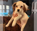 Small #3 Cavalier King Charles Spaniel Mix