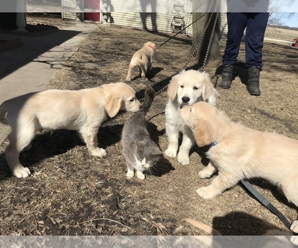 Medium Photo #46 Golden Retriever Puppy For Sale in WEBSTER CITY, IA, USA