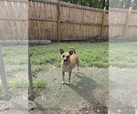 Kookie - Female Miniature Pinscher-Unknown Mix Dog for Adoption - Small photo