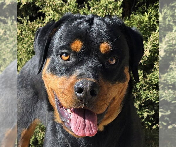 Medium Photo #1 Rottweiler Puppy For Sale in Albuquerque, NM, USA