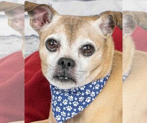 Puggle Dogs for adoption in Kennesaw, GA, USA
