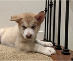 Small Photo #7 Alaskan Malamute Puppy For Sale in GILROY, CA, USA