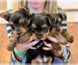 Yorkshire Terrier Puppy for Sale in WOODSTOCK, Connecticut USA