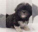 Small Photo #2 Shih Tzu Puppy For Sale in BRANDON, FL, USA