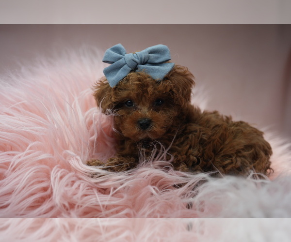 Medium Photo #1 Poodle (Toy) Puppy For Sale in DEAL, NJ, USA