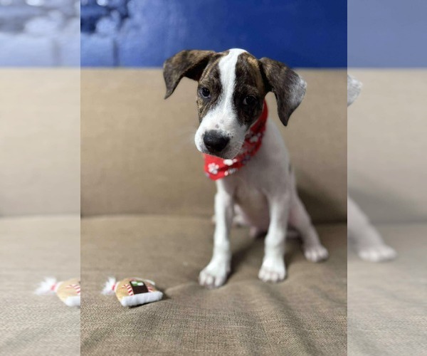 Medium Photo #1 Labrador Retriever-Unknown Mix Puppy For Sale in NYC, NY, USA