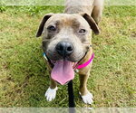 Small #1 American Staffordshire Terrier Mix