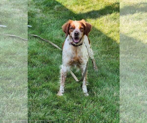 Medium Photo #5 - Mix Puppy For Sale in Curwensville, PA, USA