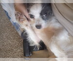 Small #2 Mutt