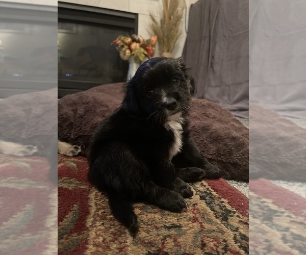 Medium Photo #3 Cockeranian Puppy For Sale in VANCOUVER, WA, USA