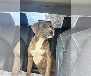 American Pit Bull Terrier-Labrador Retriever Mix Dogs for adoption in Oakhurst, NJ, USA