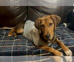 Small Photo #4 Coonhound-Unknown Mix Puppy For Sale in Crystal, MN, USA