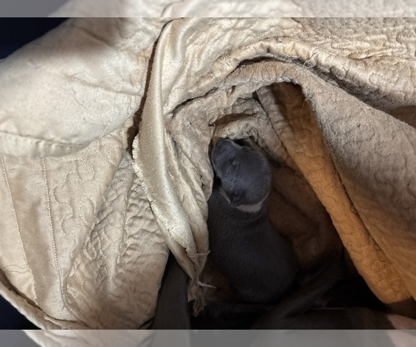 Medium Photo #1 Italian Greyhound Puppy For Sale in STILLWATER, OK, USA