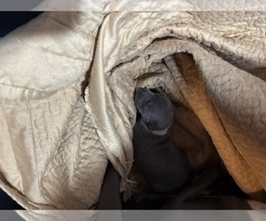 Italian Greyhound Puppy for sale in STILLWATER, OK, USA