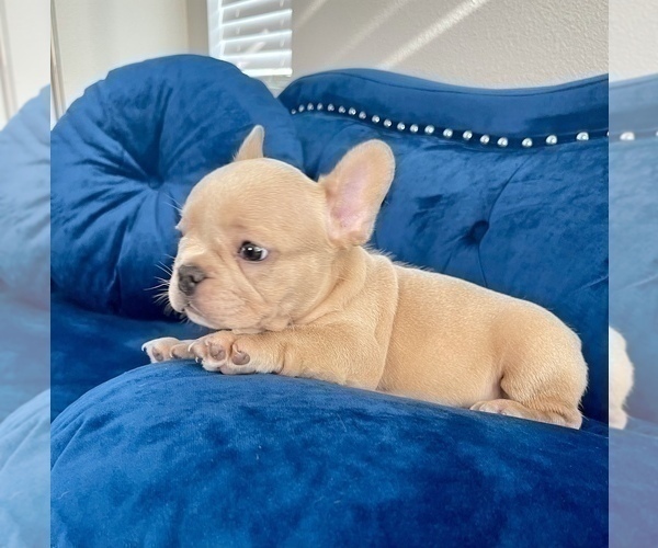 Medium Photo #24 French Bulldog Puppy For Sale in LAS VEGAS, NV, USA