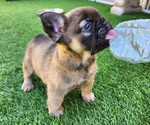 Small #8 French Bulldog