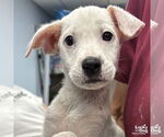 Small #1 Mutt