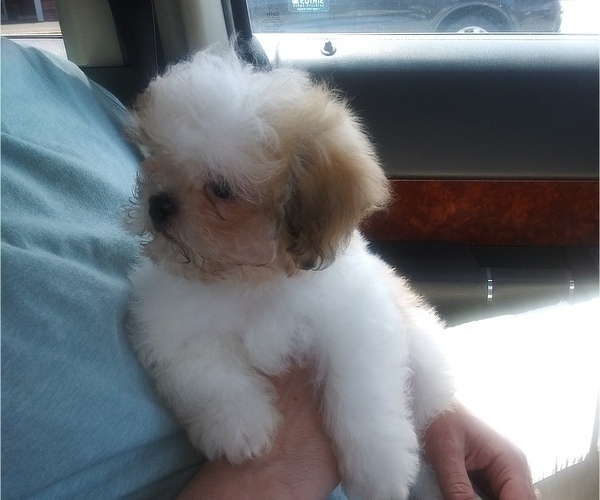 Medium Photo #4 Mal-Shi Puppy For Sale in SALEM, MA, USA