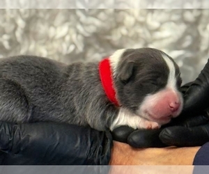 Border Collie Puppy for sale in MARIPOSA, CA, USA