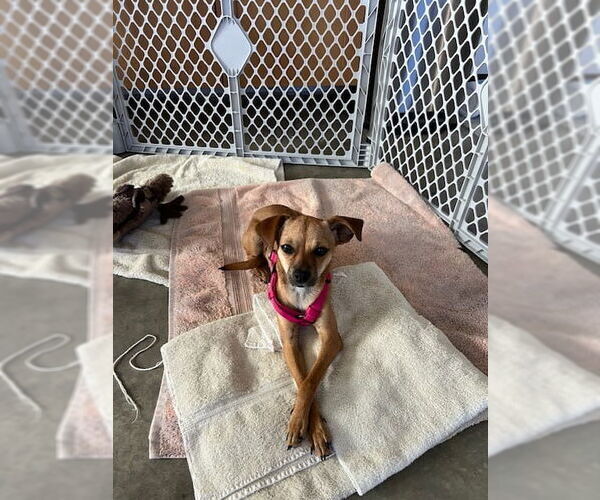 Medium Photo #5 Miniature Pinscher-Unknown Mix Puppy For Sale in McKinney, TX, USA