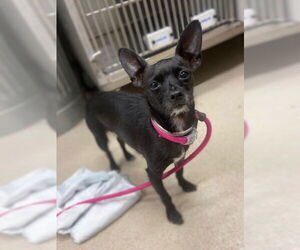 Chihuahua Dogs for adoption in Baytown, TX, USA