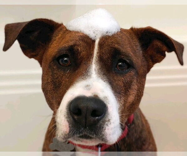 Medium Photo #3 Mutt Puppy For Sale in Canton, CT, USA