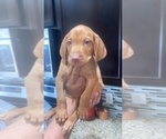 Small Photo #6 Vizsla Puppy For Sale in SAN ANTONIO, TX, USA