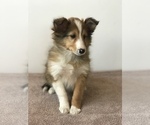 Small Photo #8 Shetland Sheepdog Puppy For Sale in BOWLING GREEN, KY, USA