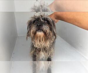 Border Terrier Dog for Adoption in Houston, Texas USA