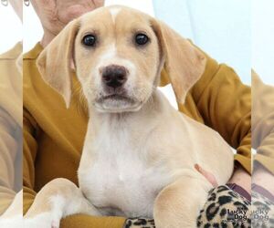 Labrador Retriever-Unknown Mix Dogs for adoption in Washington, DC, USA