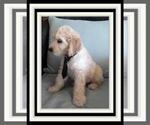 Small Photo #6 Sheepadoodle Puppy For Sale in RIALTO, CA, USA