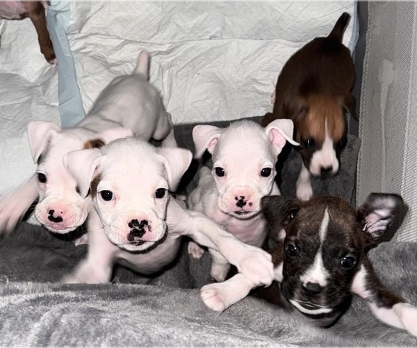 Medium Photo #3 Boxer Puppy For Sale in FAYETTEVILLE, GA, USA