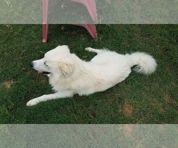 Medium Photo #7 Great Pyrenees-Unknown Mix Puppy For Sale in Houston, TX, USA