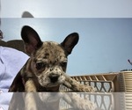 Puppy Gamora Boston Terrier-Faux Frenchbo Bulldog Mix
