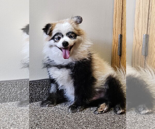 Medium Photo #4 Pomeranian-Unknown Mix Puppy For Sale in Farmington, MN, USA