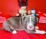 Small Photo #8 American Pit Bull Terrier Puppy For Sale in TRENTON, NJ, USA