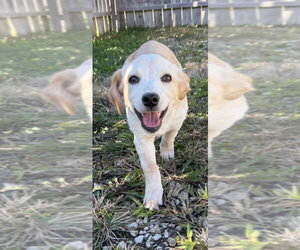 Hawaii : Kihei - Female Labrador Retriever-Unknown Mix Dog for Adoption - Photo #4
