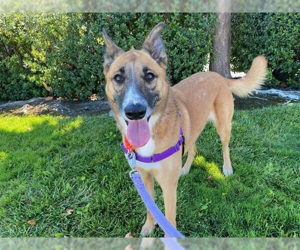 Medium Photo #3 German Shepherd Dog-Unknown Mix Puppy For Sale in Santa Rosa, CA, USA
