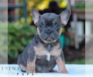 French Bulldog Puppy for sale in LITITZ, PA, USA