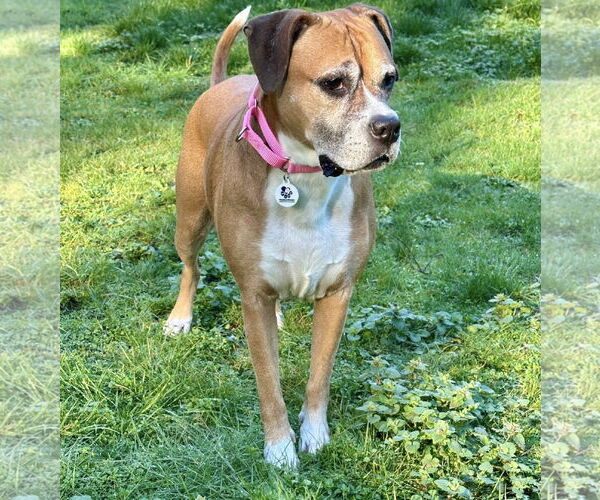 Medium Photo #2 Boxer Puppy For Sale in Stanwood, WA, USA