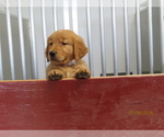 Small #5 Golden Retriever