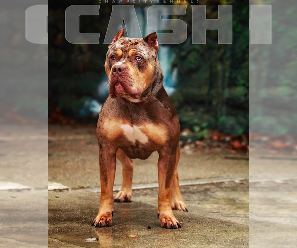 Medium Photo #1 American Bully Puppy For Sale in BROCKTON, MA, USA