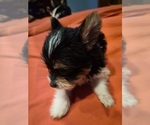 Puppy Puppy 4 Biewer Yorkie